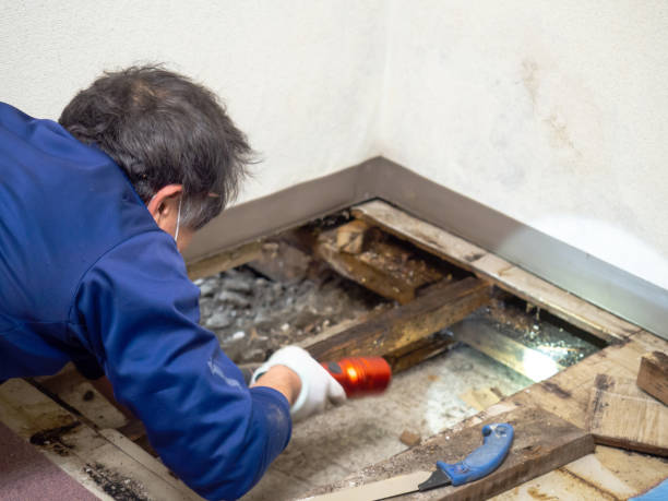 Best Mold Removal Process  in North Babylon, NY