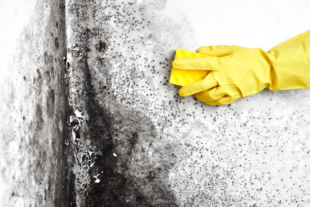 Best Toxic Mold Removal  in North Babylon, NY
