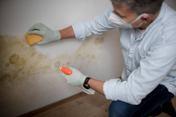 Best Commercial Mold Removal  in North Babylon, NY
