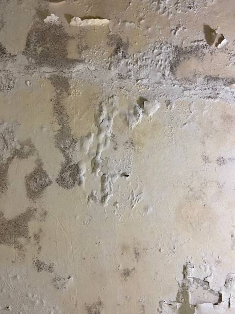 Best Residential Mold Removal  in North Babylon, NY
