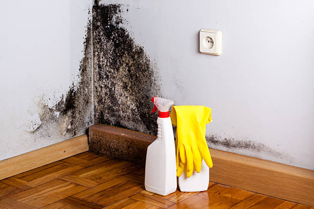 Best Local Mold Removal Service  in North Babylon, NY